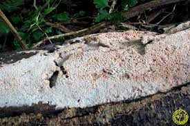 Attēlu rezultāti vaicājumam “Ceriporia viridans”