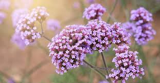 Image result for Verbena officinalis