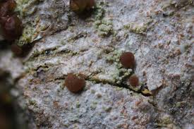 Attēlu rezultāti vaicājumam “Bacidia rubella”