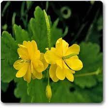 Attēlu rezultāti vaicājumam “Chelidonium majus flower”