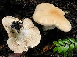 Attēlu rezultāti vaicājumam “Hydnum repandum”