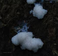 Attēlu rezultāti vaicājumam “Brefeldia maxima young”