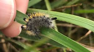 Attēlu rezultāti vaicājumam “Gynaephora selenitica”