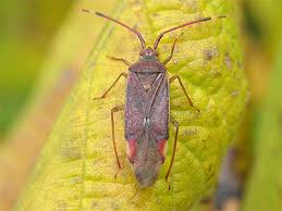 Attēlu rezultāti vaicājumam “Pantilius tunicatus”