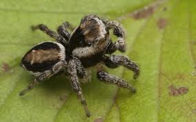 Attēlu rezultāti vaicājumam “Evarcha falcata male”