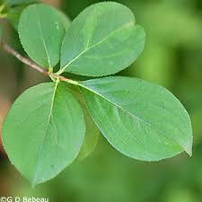 Attēlu rezultāti vaicājumam “Aronia melanocarpa leaf”