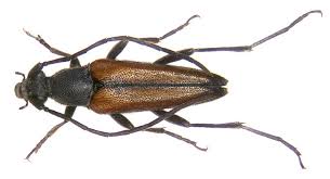 Attēlu rezultāti vaicājumam “Stenurella melanura”