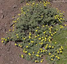 Attēlu rezultāti vaicājumam “Pentaphylloides fruticosa”