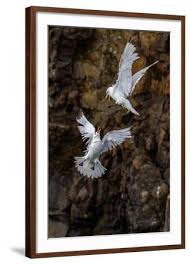 Attēlu rezultāti vaicājumam “Rissa tridactyla adult”