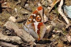 Attēlu rezultāti vaicājumam “Apatura iris female”