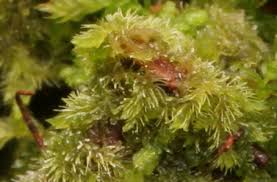 Attēlu rezultāti vaicājumam “Blepharostoma trichophyllum”