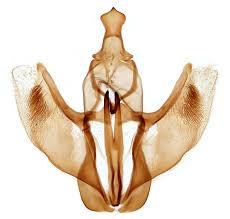 Attēlu rezultāti vaicājumam “Ennomos autumnaria male”