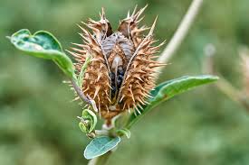 Attēlu rezultāti vaicājumam “Datura stramonium fruit”