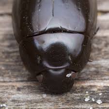 Attēlu rezultāti vaicājumam “Hydrochara caraboides”