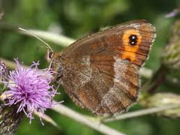 Attēlu rezultāti vaicājumam “Erebia aethiops upperside”