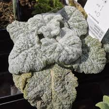 Image result for Salvie