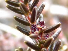 Attēlu rezultāti vaicājumam “Empetrum nigrum flower”