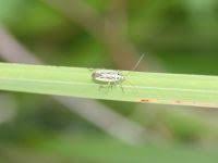 Attēlu rezultāti vaicājumam “Stenotus binotatus male”