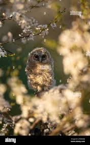 Attēlu rezultāti vaicājumam “Strix aluco juvenile”