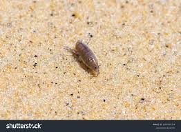 Attēlu rezultāti vaicājumam “Talitrus saltator”