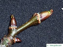 Attēlu rezultāti vaicājumam “Galega orientalis bud”