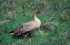 Attēlu rezultāti vaicājumam “Anser brachyrhynchus”