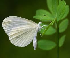 Attēlu rezultāti vaicājumam “Leptidea sinapis”