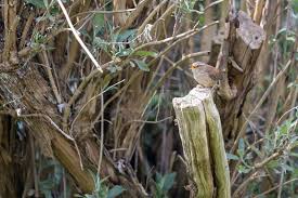 Attēlu rezultāti vaicājumam “Troglodytes troglodytes nest”