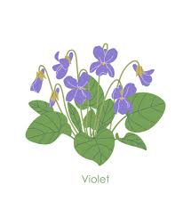 Attēlu rezultāti vaicājumam “Viola collina flower”