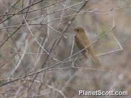 Image result for Catharus fuscescens