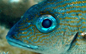 Image result for Haemulon carbonarium