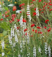 Image result for Linaria purpurea