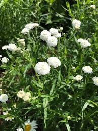 Image result for Gypsophila elegans