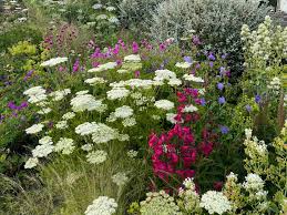 Attēlu rezultāti vaicājumam “Cenolophium denudatum”