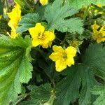 Attēlu rezultāti vaicājumam “Waldsteinia geoides flower”