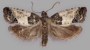 Attēlu rezultāti vaicājumam “Spilonota ocellana”