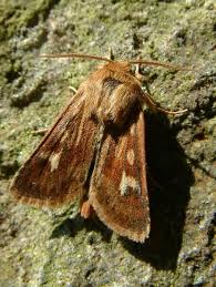 Attēlu rezultāti vaicājumam “Cerapteryx graminis”