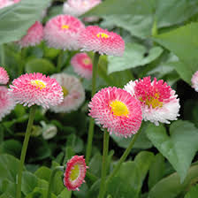 Image result for Bellis perennis