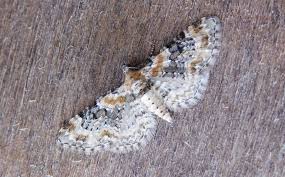 Attēlu rezultāti vaicājumam “Pandemis cinnamomeana female”