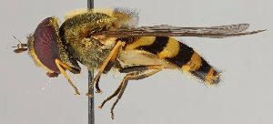 Attēlu rezultāti vaicājumam “Syrphus torvus”