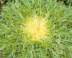 Image result for Endivie