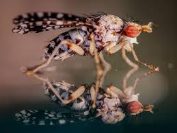 Attēlu rezultāti vaicājumam “Trypetoptera punctulata”