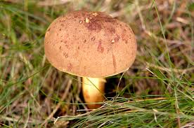 Attēlu rezultāti vaicājumam “Xerocomus subtomentosus”