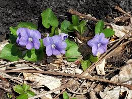 Attēlu rezultāti vaicājumam “Viola sororia”