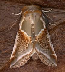 Attēlu rezultāti vaicājumam “Habrosyne pyritoides”