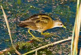 Image result for Porzana parva