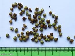 Attēlu rezultāti vaicājumam “Salvia nemorosa fruit”