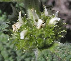 Image result for Marrubium vulgare