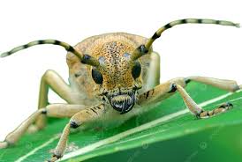 Attēlu rezultāti vaicājumam “Saperda carcharias”