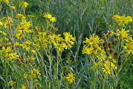 Attēlu rezultāti vaicājumam “Jacobaea paludosa leaf”